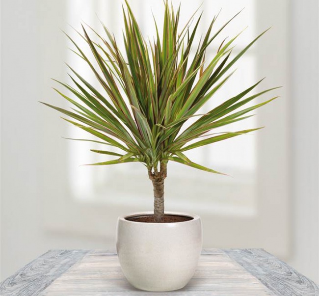 plantas sobreviven 3
