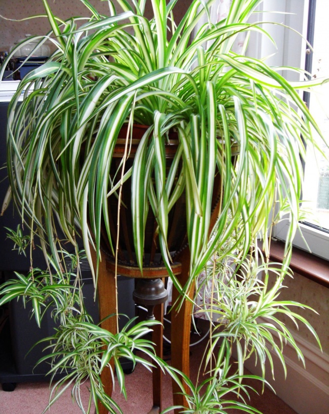 plantas sobreviven 4