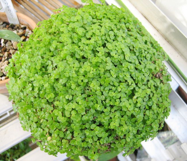 plantas sobreviven 5