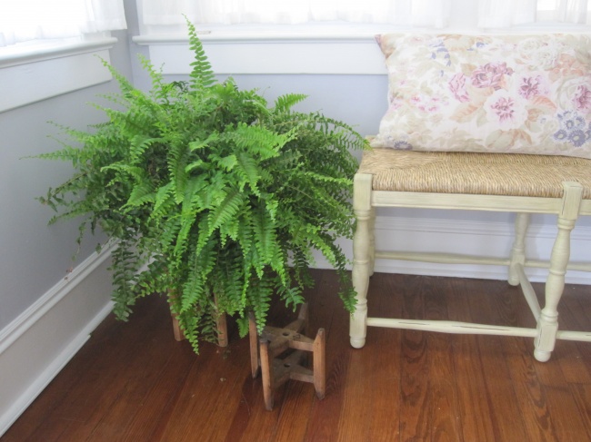 plantas sobreviven 6