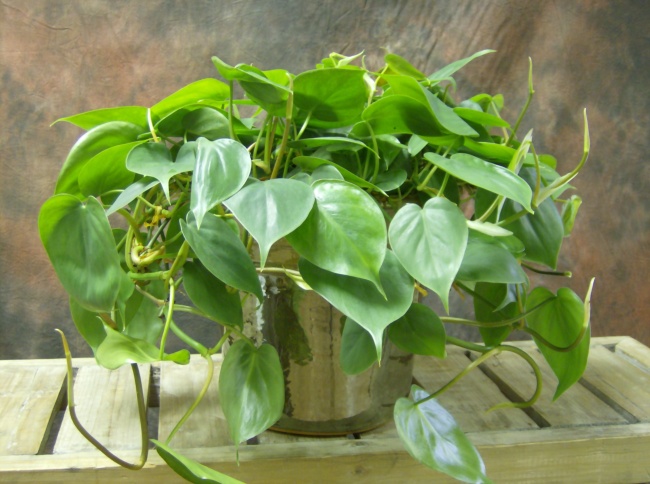plantas sobreviven 7