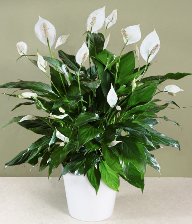 plantas sobreviven 9