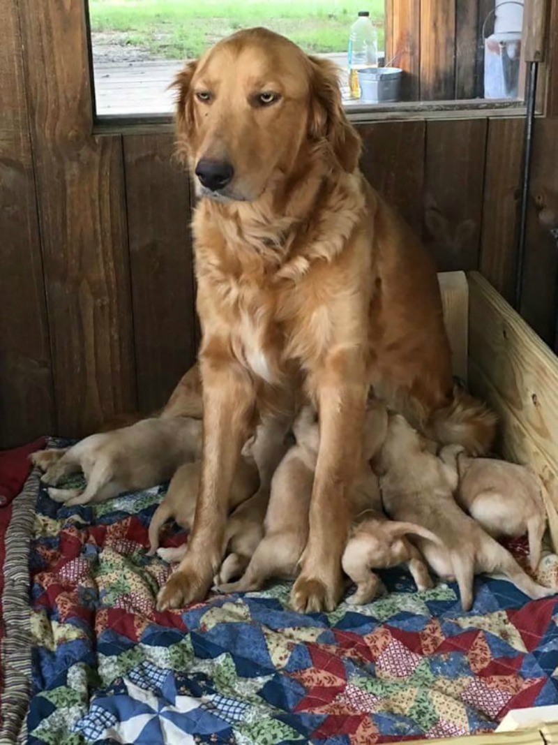 Animales y maternidad 1