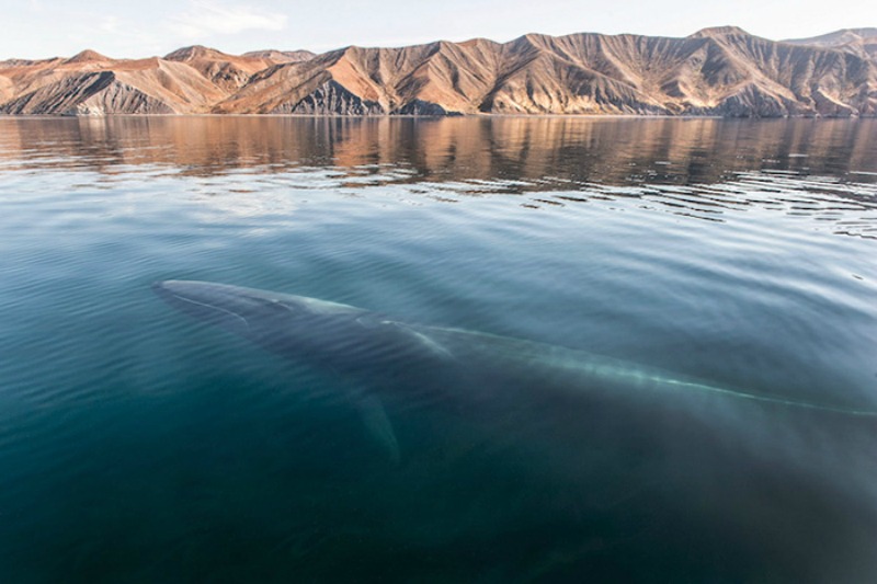 Ballenas y delfines 3