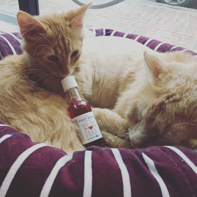 Vino para gatos 4