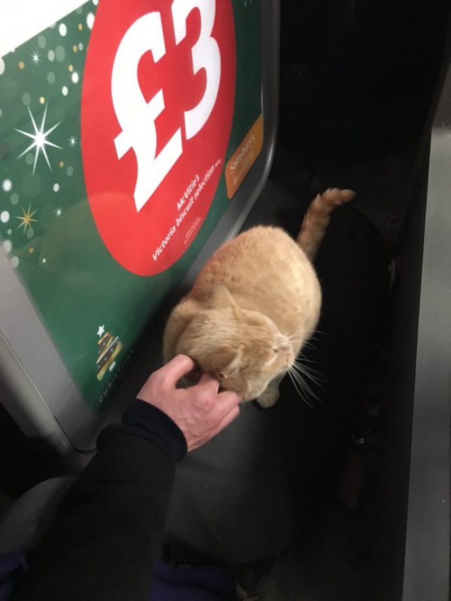 gato no abandona el supermercado 5