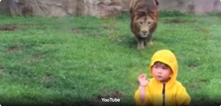 leon ataca a niño en zoologico 1