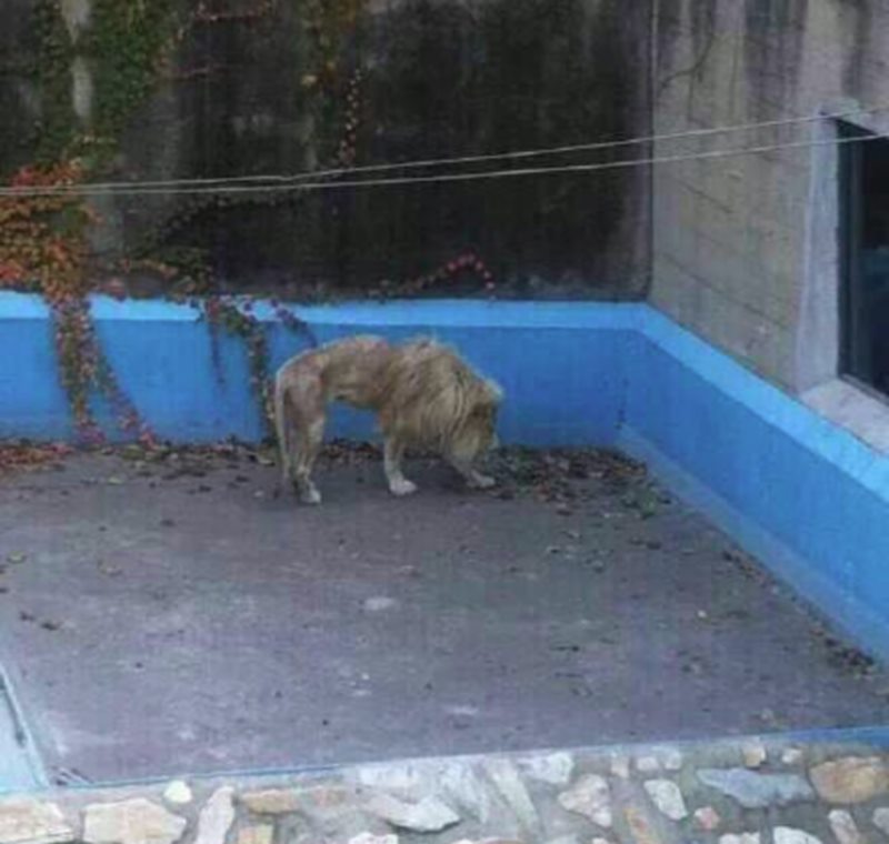 Animales en cautiverio 4