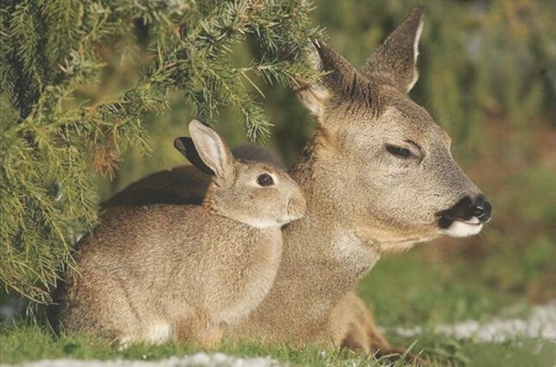 Animales parecidos 6