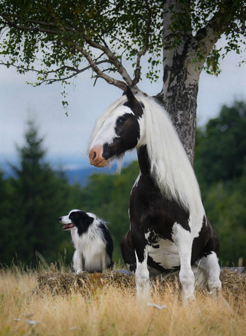 Animales parecidos 9