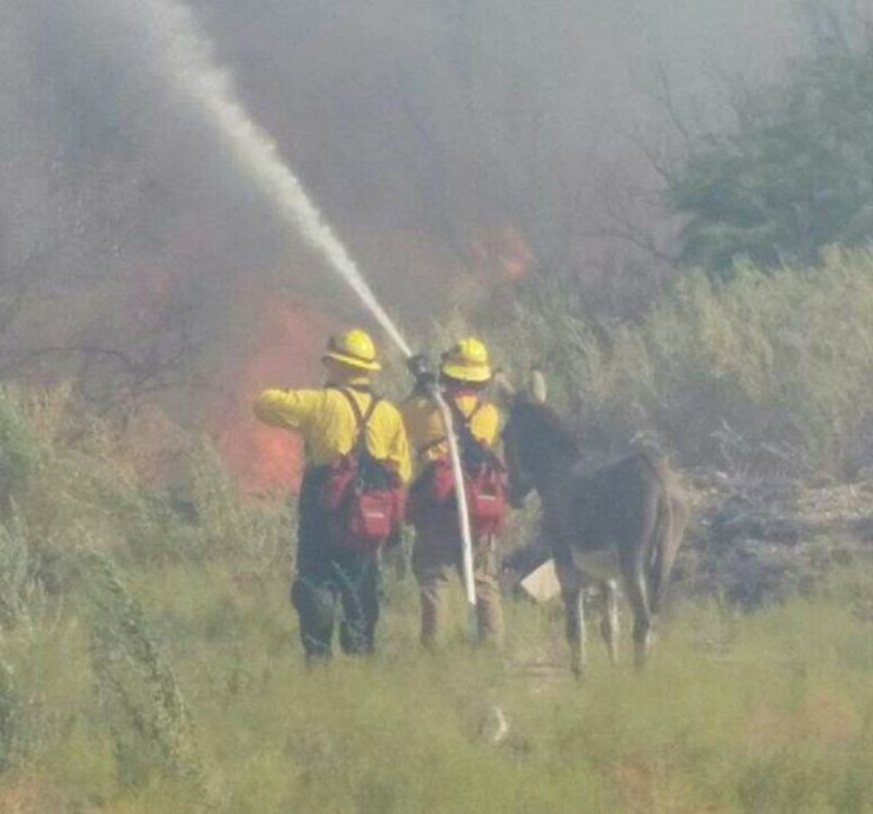 Burro e incendio 1