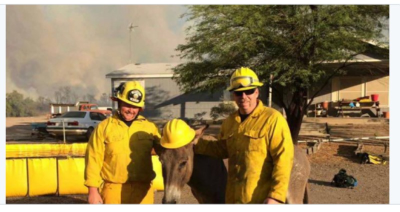 Burro e incendio 2