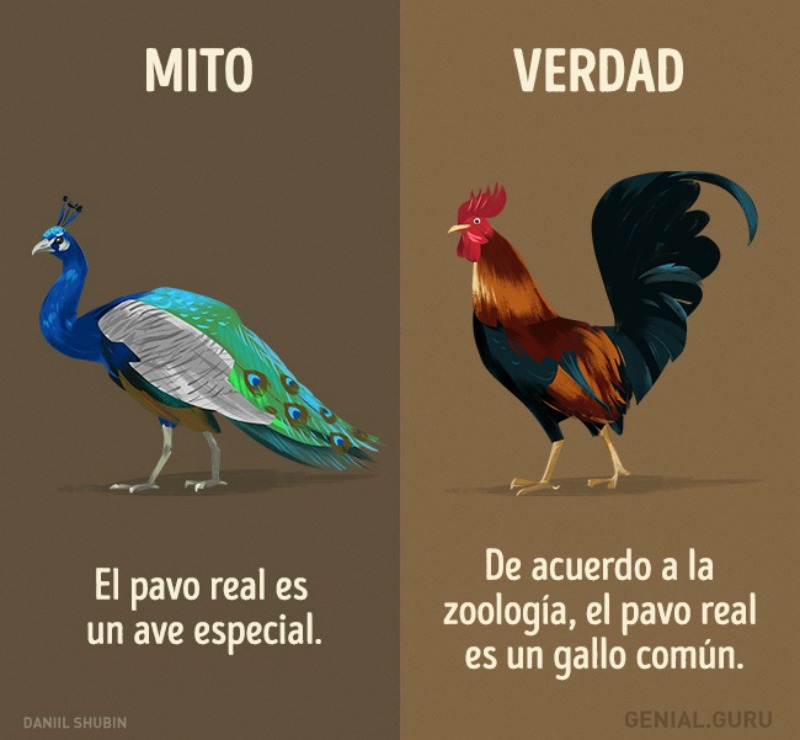 Mitos sobre los animales 12