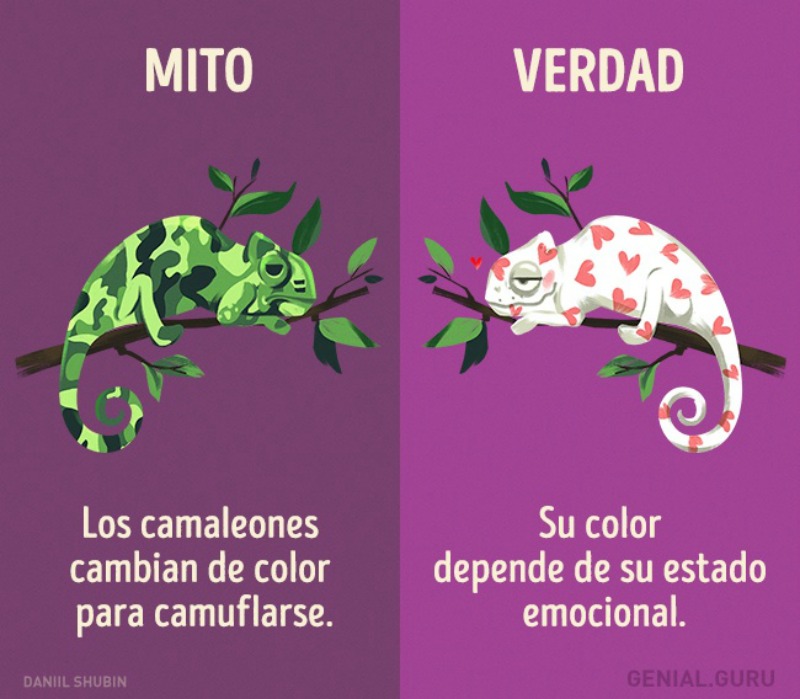 Mitos sobre los animales 5