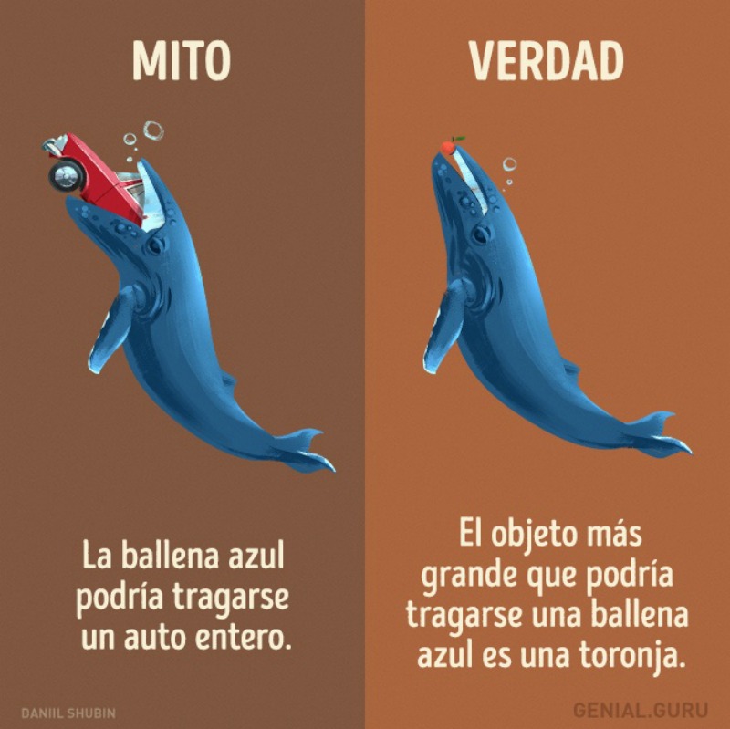 Mitos sobre los animales 7