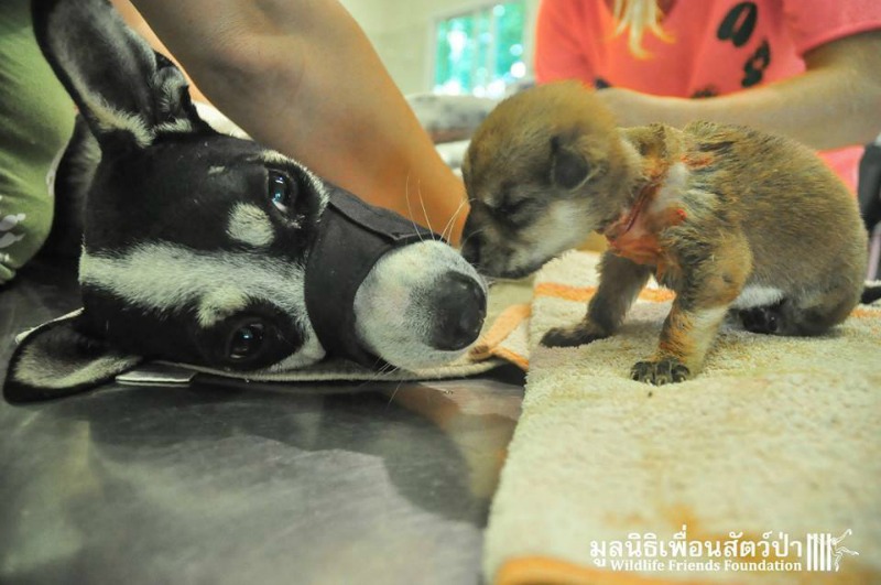 Perro y cachorro 3