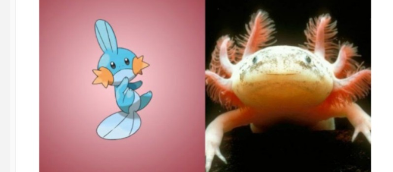 Pokemones reales 10