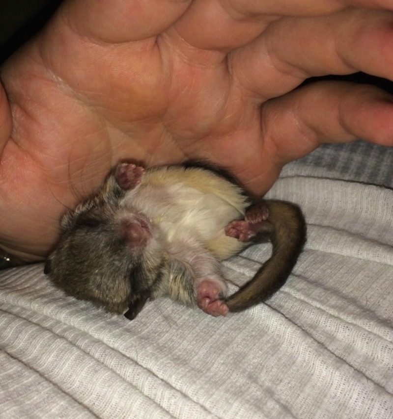 Rescate de ardilla bebe 6