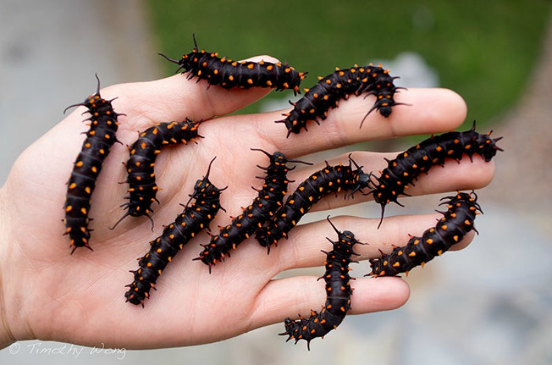 Hombres y mariposas 6