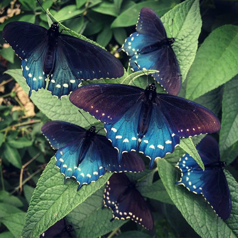 Hombres y mariposas 8