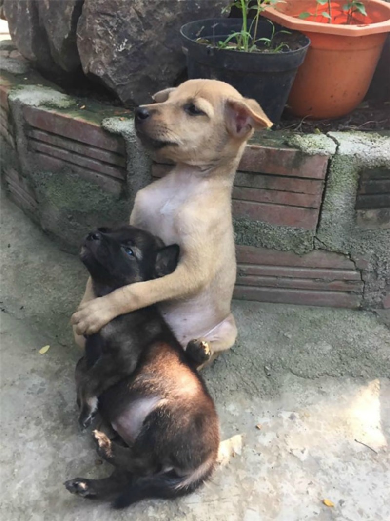 Perros rescatados 2