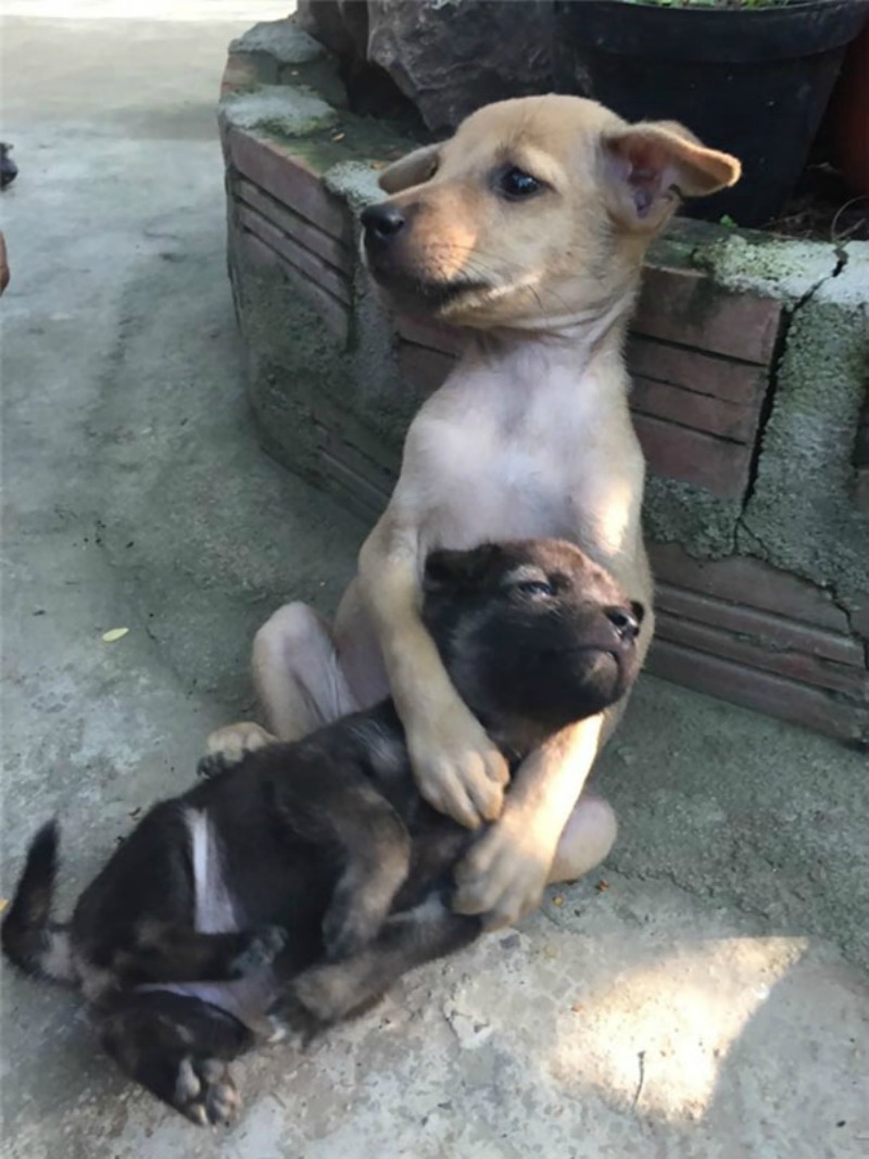 Perros rescatados 3