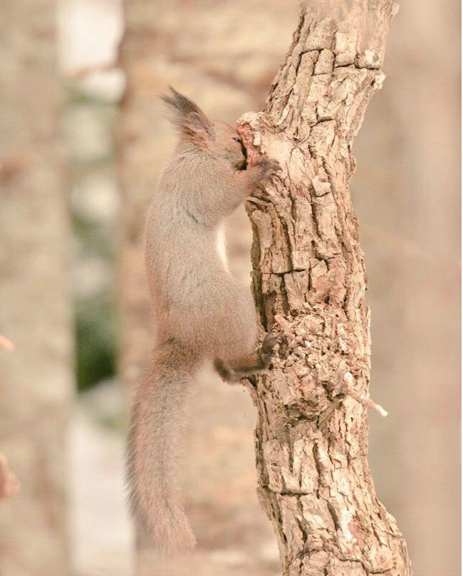 animales tiernos 19