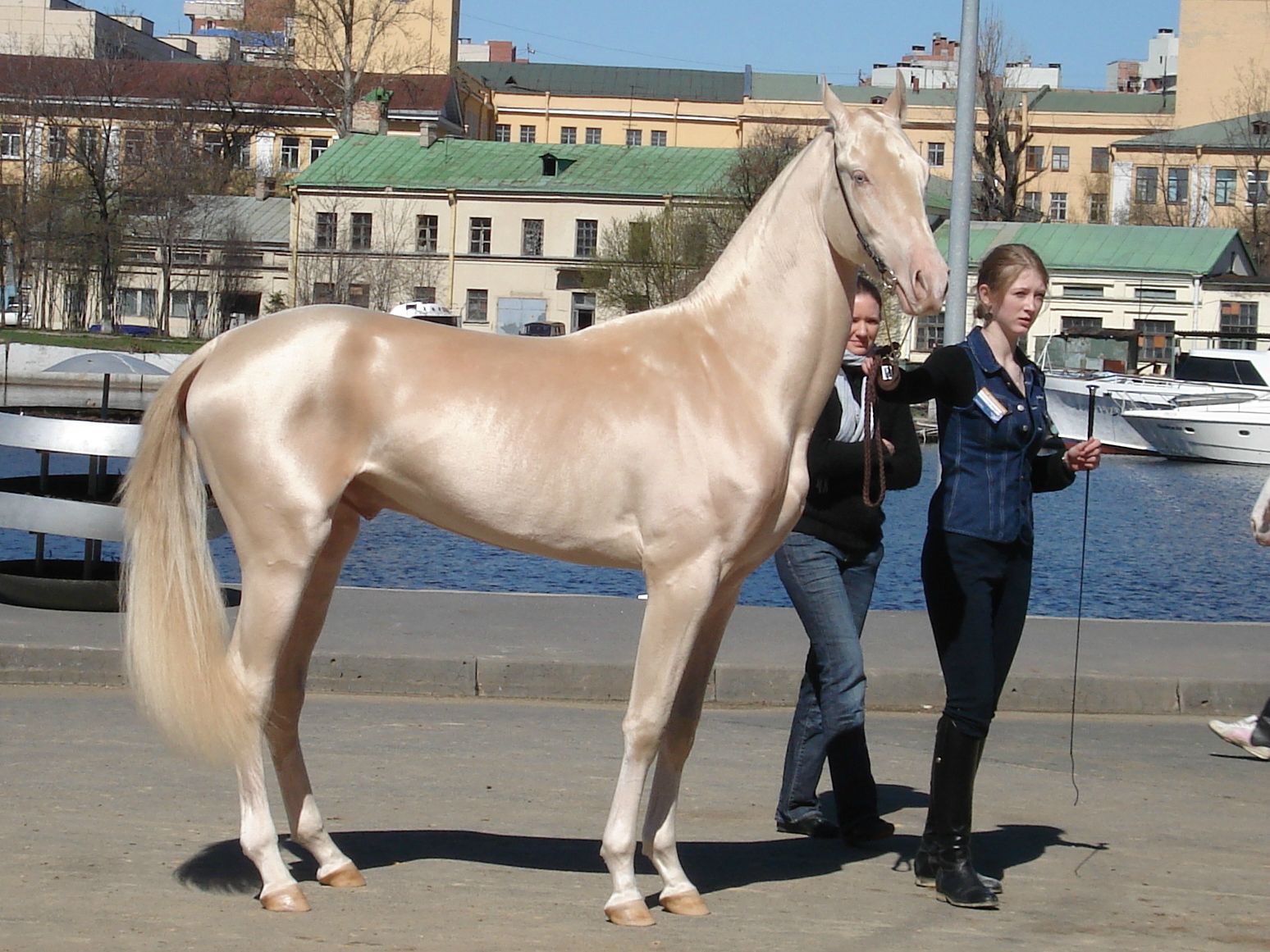 caballos de oro foto1