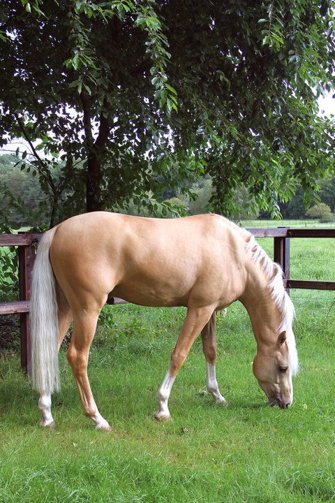 caballos de oro foto5