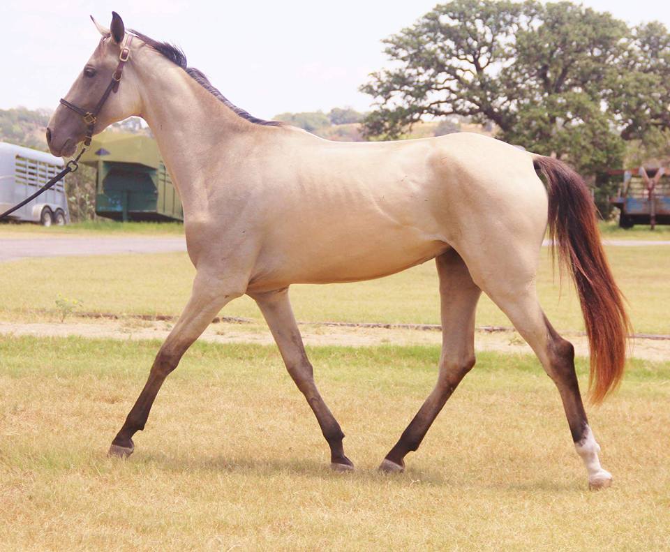 caballos de oro foto6