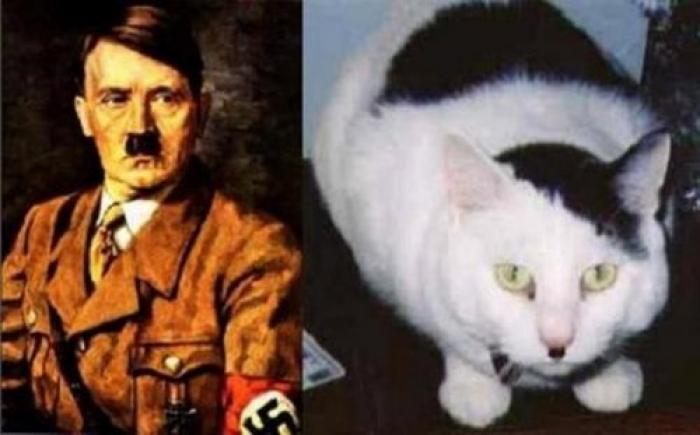 famosos parecido animales 3