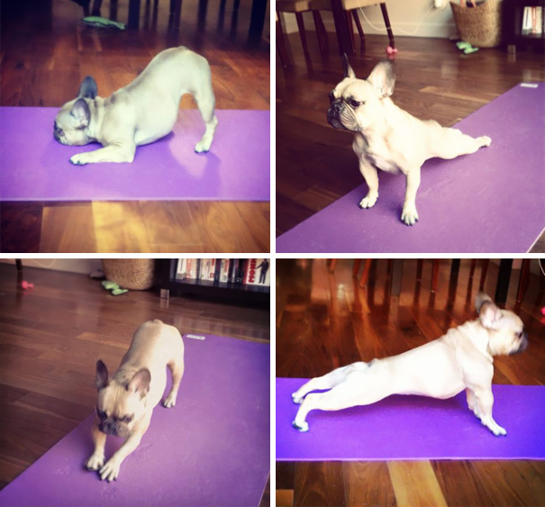 Animales yoga 3