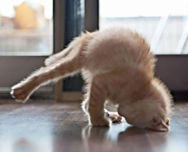 Animales yoga 5