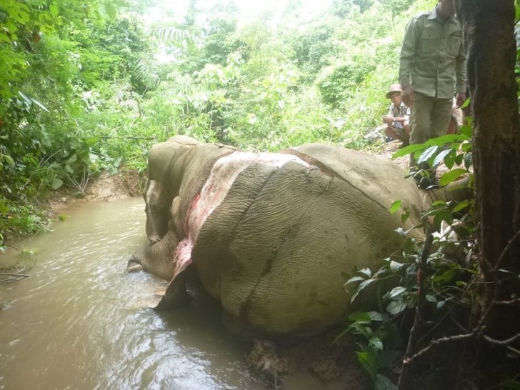 *** FURTHER USE PLEASE CONTACT ELEPHANT FAMILY ***..Pictured Illegal killing of wild elephant in Rakhine state..Asiaøs endangered elephants are up against an emerging and horrifying threat: skinning. Elephant carcasses have been found stripped of their hides deep inside Myanmarøs jungles in increasing numbers, fuelling a terrifying new demand in China. ..Credit Myanmar Government