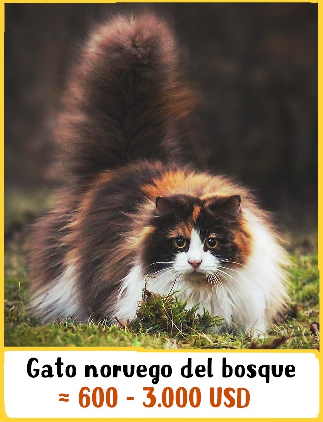 gatos-caros-1