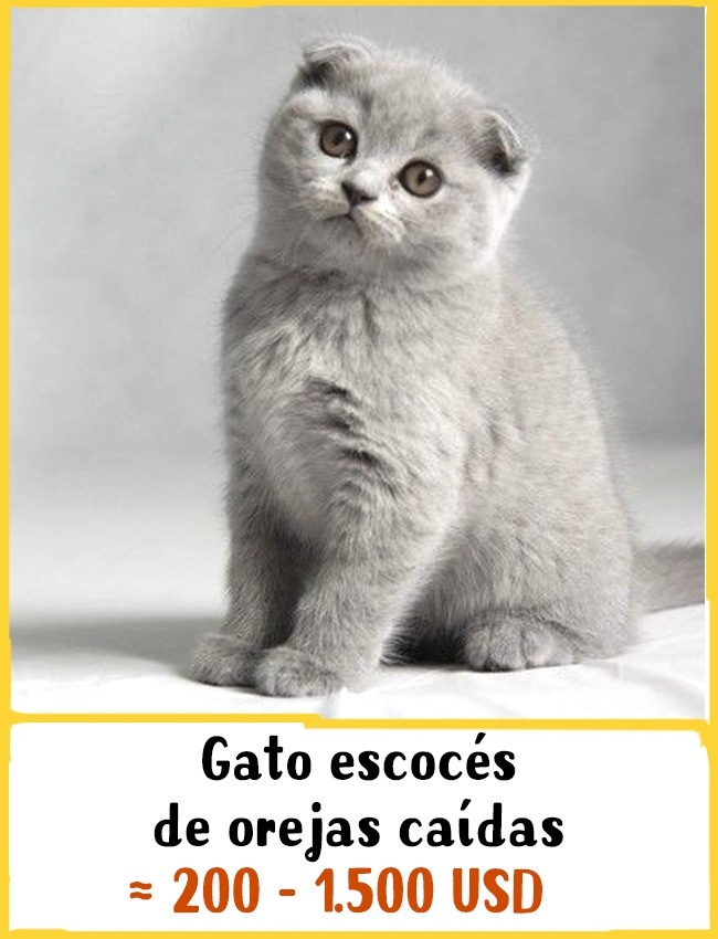 gatos-caros-3