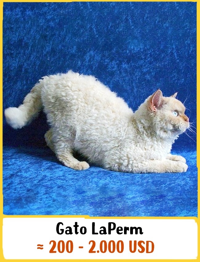 gatos-caros-7