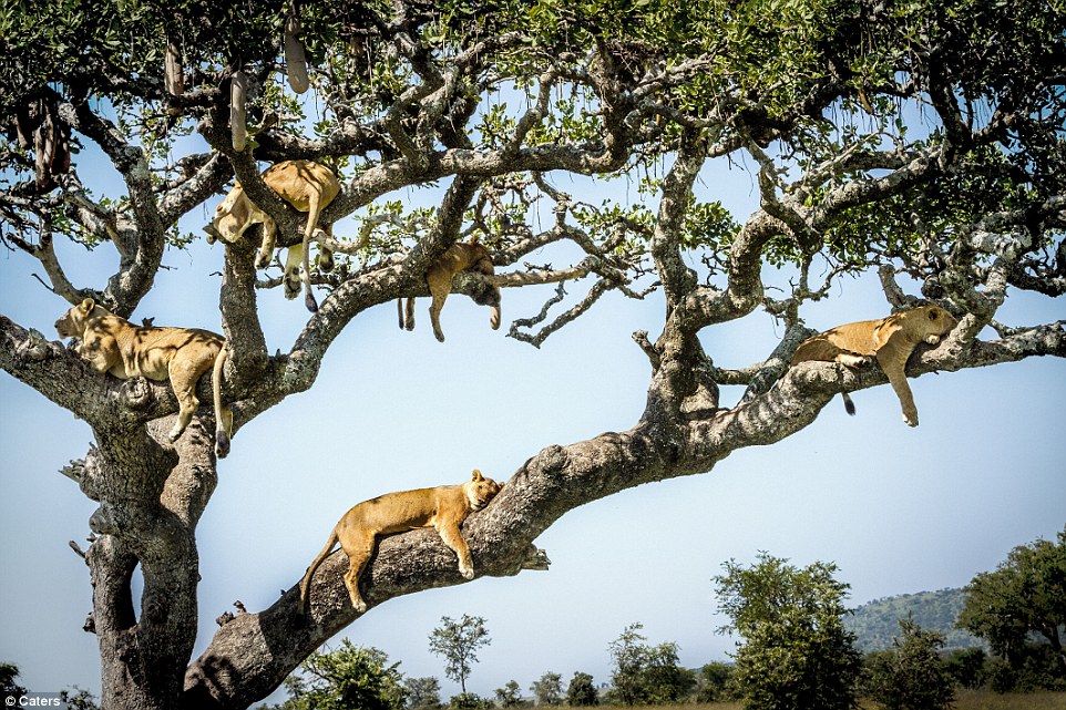 Leones moscas 4