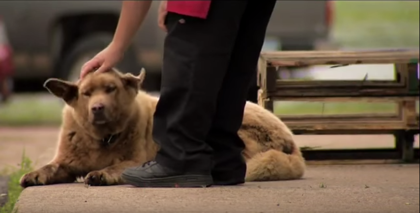 Perro camina siete kilometros 2