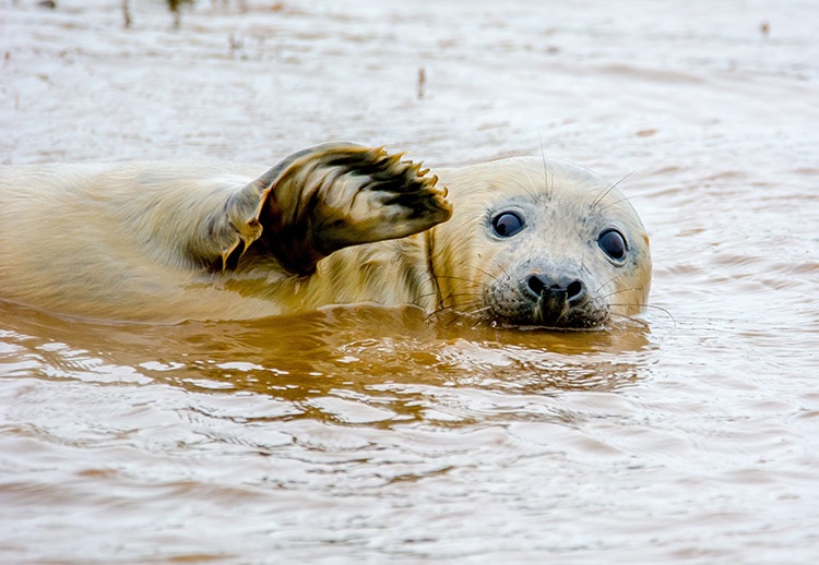 concurso-animales-10