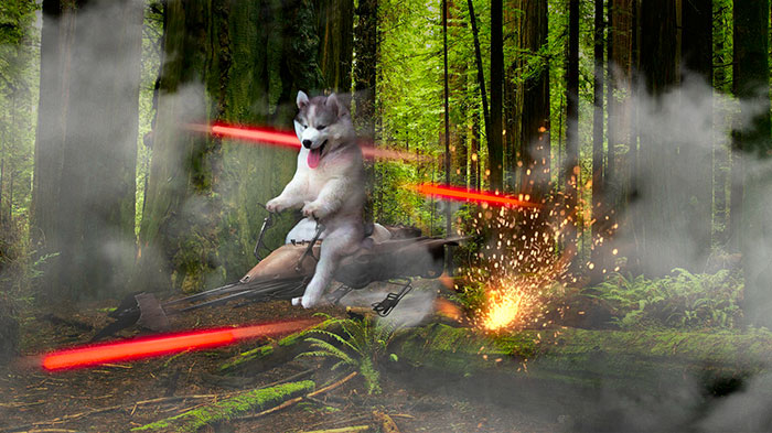 photoshop-perrito-3