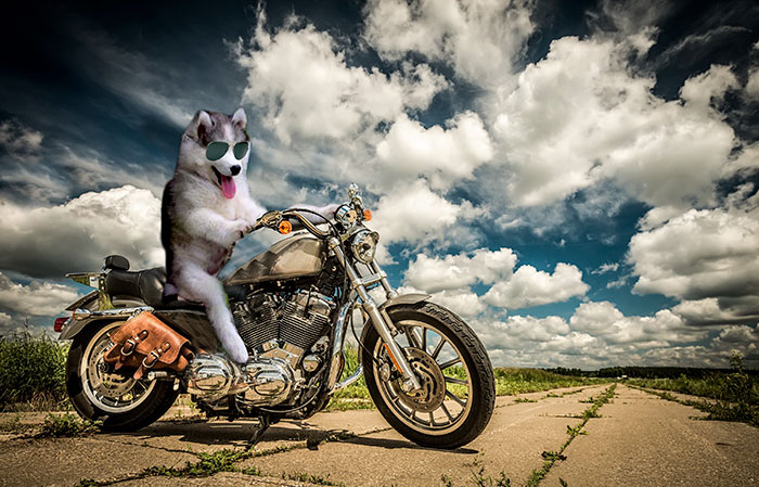 photoshop-perrito-4