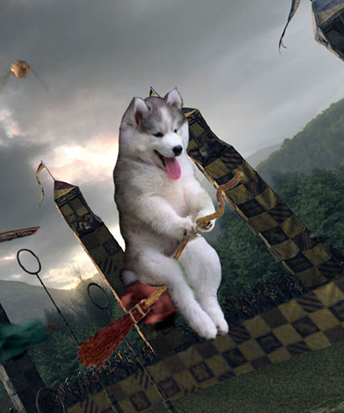 photoshop-perrito-8