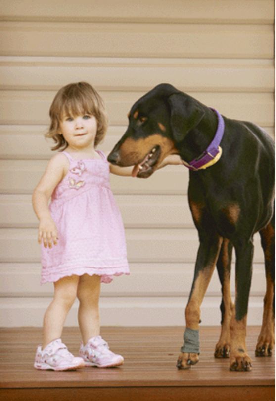 doberman-1