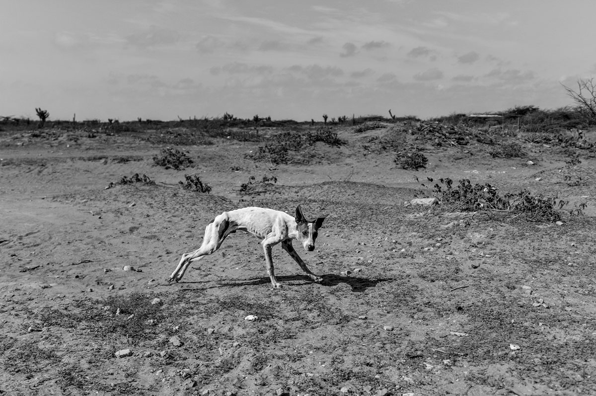 Perro desnutrido.