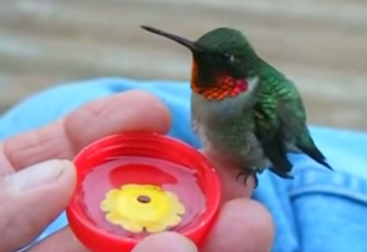 Hermosas estas imágenes de un colibrí alimentándose de la mano de una