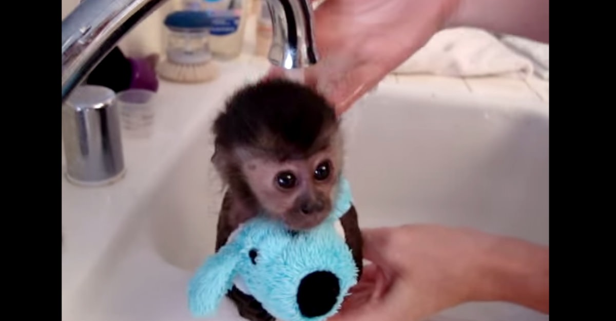 Cuando Veas A Este Monito Tomando Un Baño Querrás Llevártelo A Casa
