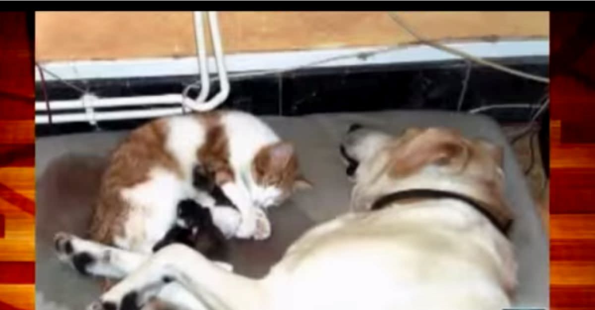 кормящая кошка. помоги бездомным животным. лабрадор и кошка. собака помогла кошке. бездомные собаки.