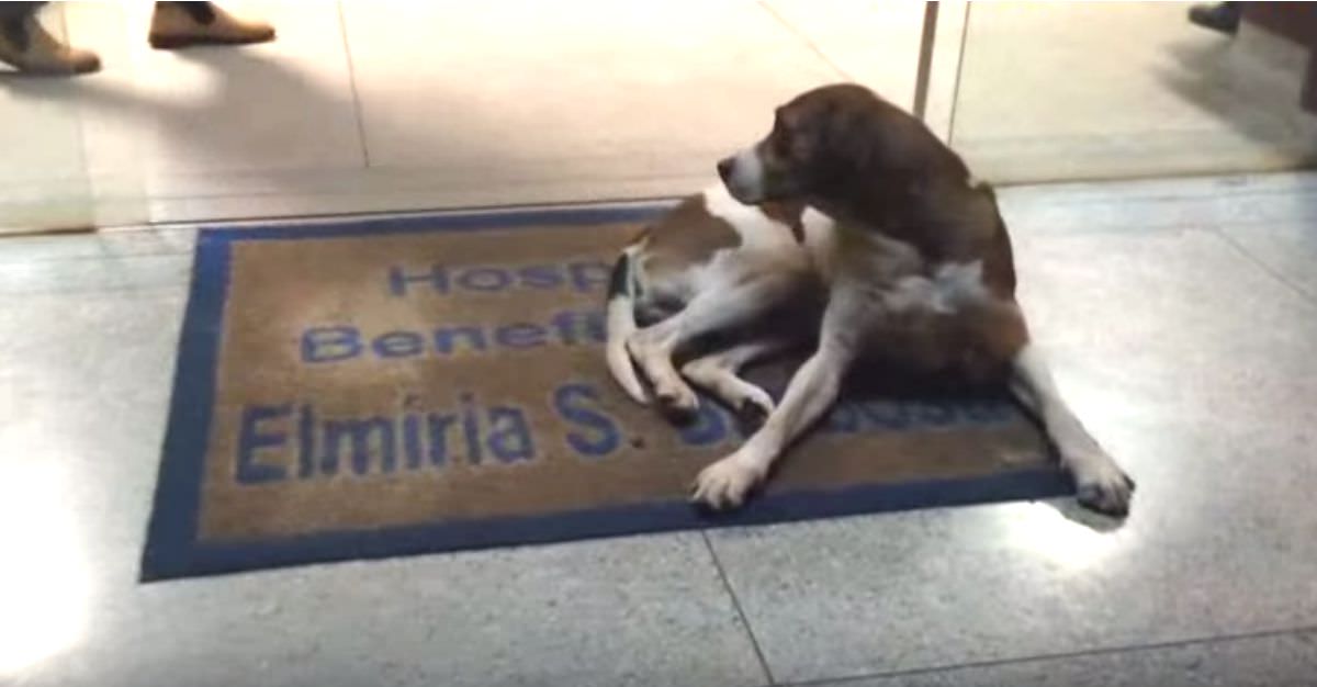 Dale De Comer A Un Perro Tres Dias