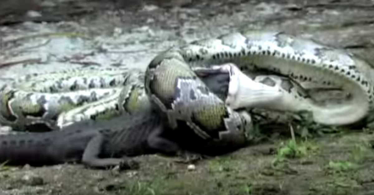 Impresionantes Imágenes De Una Pitón Devorando Un Cocodrilo Tronya